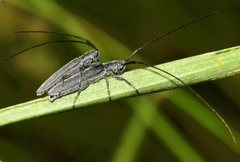 Cerambycidae: Opsilia coerulescens e Calamobius filum